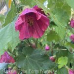 Abutilon hybridum 'Scarlet Fire'