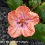 Abutilon hybridum 'Soft Sunrise TM'