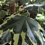 Abutilon hybridum 'Souvenir de Bonn TM'