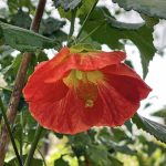 Abutilon hybridum 'Sunrise Reiter TM'