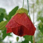 Abutilon hybridum 'Tangerine'