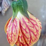 Abutilon hybridum 'Tiger Eye TM'