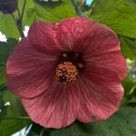 Abutilon hybridum 'Twilight Waltz TM'