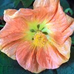 Abutilon hybridum 'Victor Reiter TM'
