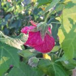 Abutilon hybridum 'Wild Rose Strain'