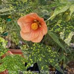 Abutilon pictum 'Thompsonii'
