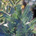 Acacia baileyana MULTI