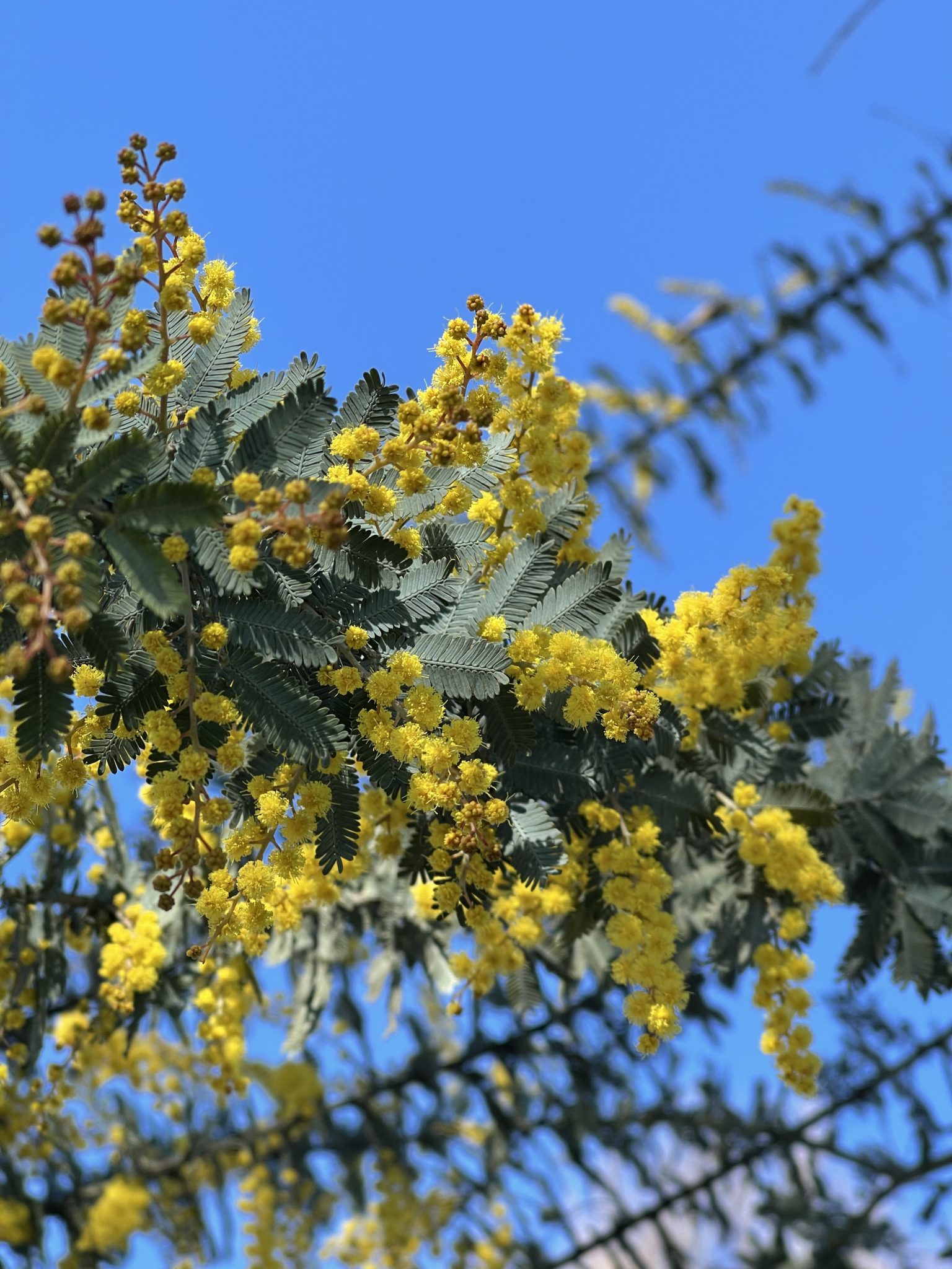 Acacia baileyana 'Purpurea' MULTI | Urban Tree Farm Nursery