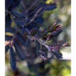 Acacia baileyana 'Purpurea' STD