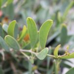 Acacia redolens 'Prostrata'