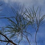 Acacia stenophylla LOW BRANCH