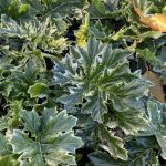 Acanthus mollis 'Tasmanian Angel'