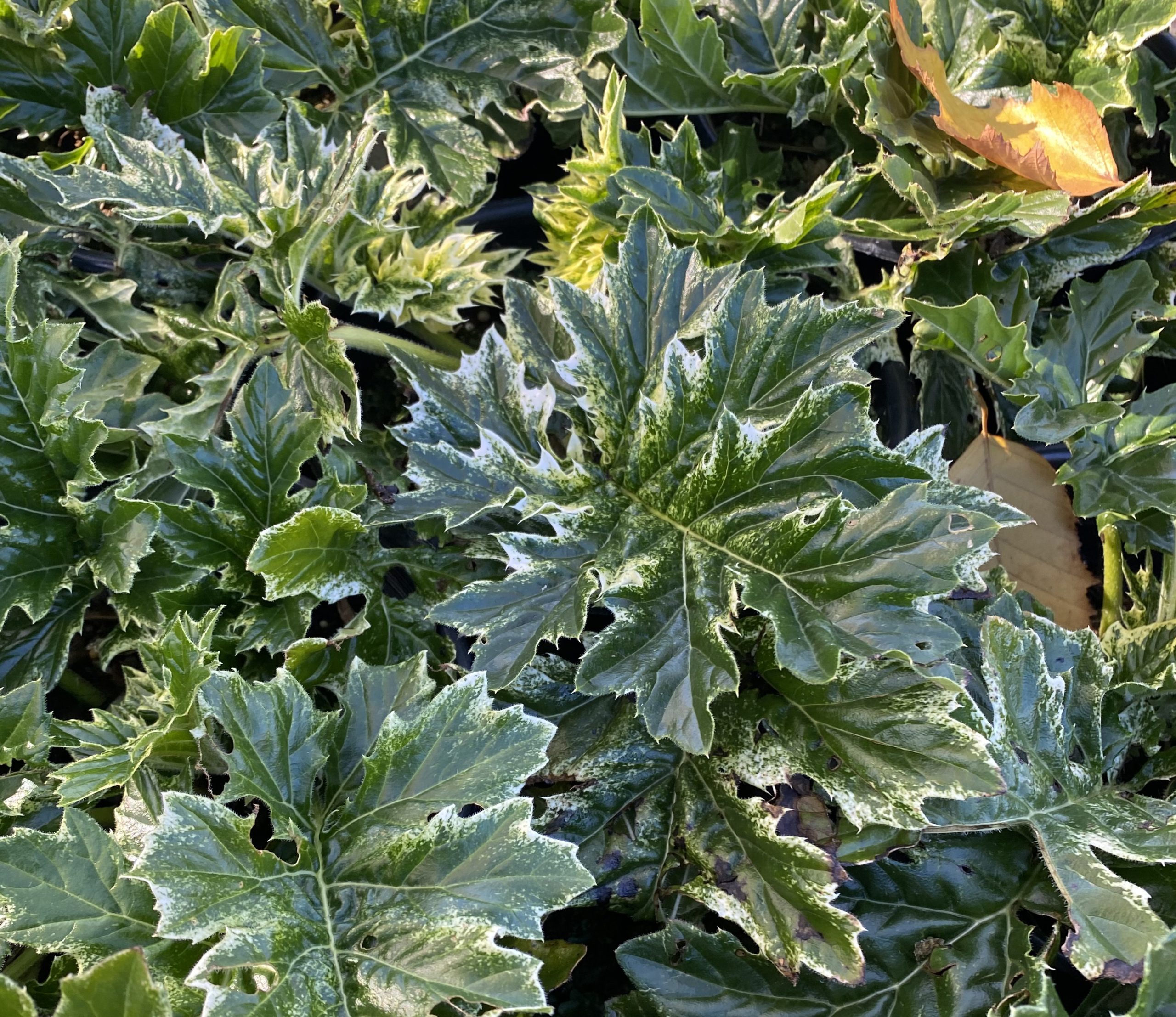 Acanthus mollis 'Tasmanian Angel' | Urban Tree Farm Nursery