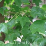 Acer buergerianum 'Street Wise'