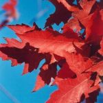 Acer freemanii 'Autumn Blaze'