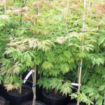 Acer japonicum 'Aconitifolium'