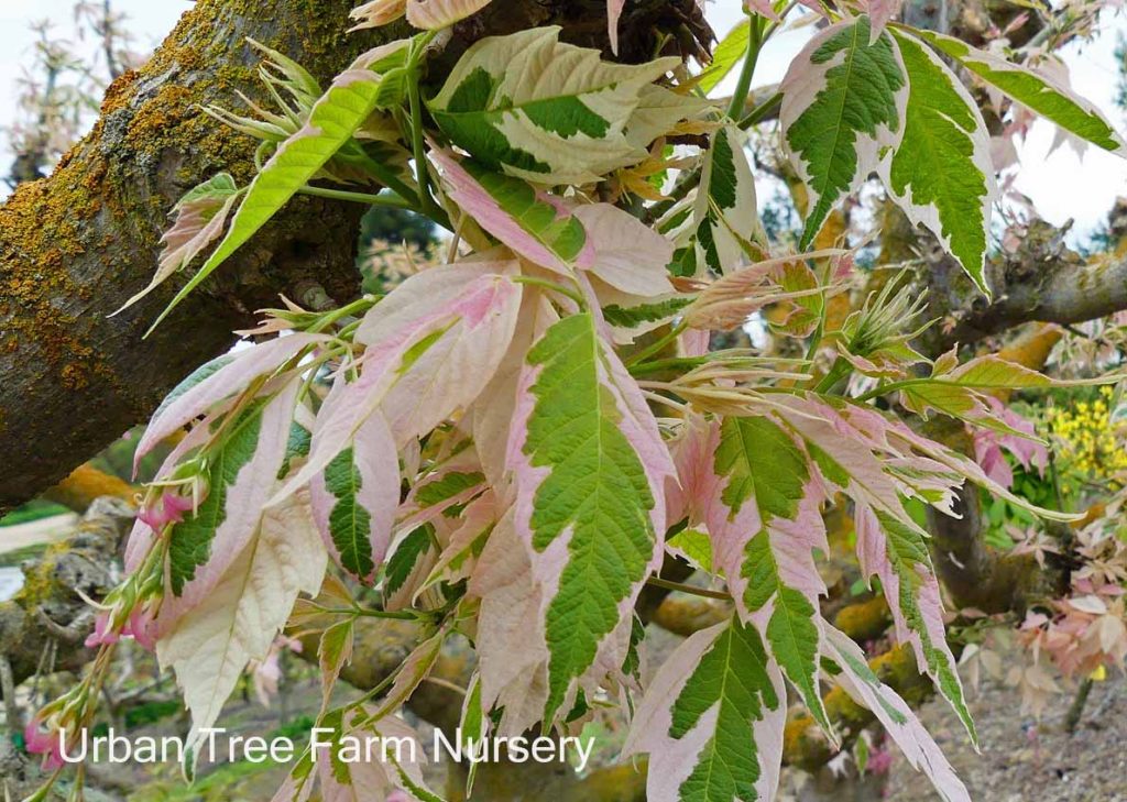 Acer negundo 'Flamingo' | Urban Tree Farm Nursery