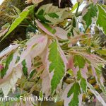 Acer negundo 'Flamingo'