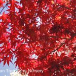 Acer palmatum 'Bloodgood'