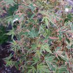 Acer palmatum 'Butterfly'