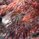 Acer palmatum 'Crimson Queen'