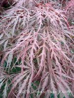 Acer palmatum 'Crimson Queen' - Image 2