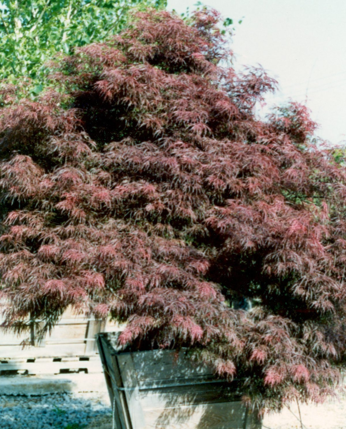 Acer palmatum Crimson Queen c
