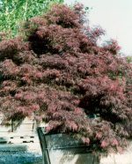Acer palmatum 'Crimson Queen' - Image 3