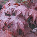 Acer palmatum 'Emperor One'