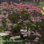 Acer palmatum 'Ever Red'