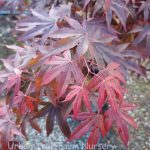 Acer palmatum 'Fire Glow'