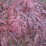 Acer palmatum 'Garnet'