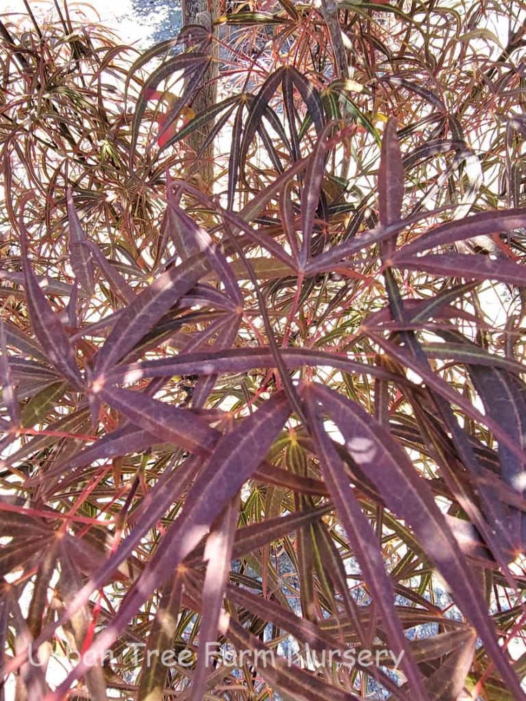 Acer palmatum 'Hubb's Red Willow' Urban Tree Farm Nursery