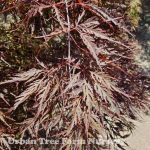 Acer palmatum 'Inaba Shidare'