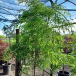 Acer palmatum 'Koto No Ito'