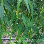 Acer palmatum 'Koto No Ito' - Image 2