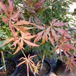 Acer palmatum 'Orange Flame'