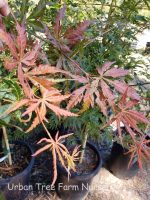 Acer palmatum 'Orange Flame'
