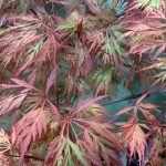 Acer palmatum 'Orangeola'