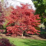 Acer palmatum 'Oshio Beni'