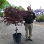 Acer palmatum 'Red Dragon'