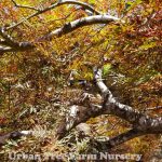 Acer palmatum 'Red Select'