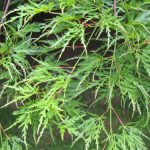 Acer palmatum 'Seiryu'