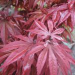 Acer palmatum 'Shaina'