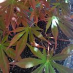 Acer palmatum 'Sherwood Flame'