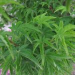 Acer palmatum 'Shishigashira'