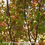 Acer palmatum 'Suminagashi'