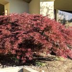 Acer palmatum 'Tamukeyama'