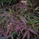 Acer palmatum 'Villa Taranto'