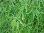 Acer palmatum 'Viridis'